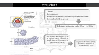 ESTRUCTURA
Contiene:
*Proteína cinasa
*Polimerasa con actividad retrotranscriptasa y ribonucleasa H
*Proteína P adherida al genoma
Rodeada por antígeno del núcleo HBcAg y por HBsAg
Una proteína del antígeno “e” de
la hepatitis HBeAg comparte la
mayor parte de su secuencia de
proteínas con HBcAg
Se procesa de forma distinta,
no se auto ensambla, se
secreta hacia el suero
 