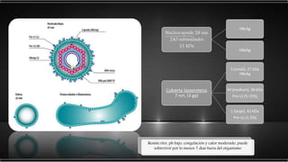 Nucleocapside 28 nm
240 subunidades
21 kDa
HBcAg
HBeAg
Cubierta lipoproteica
7 nm, (3 gp)
S (small), 27 kDa
HBsAg
M (medium), 36 kDa
Pre-s2 (5-15%)
L (large), 42 kDa
Pre-s1 (1-2%)
Resiste éter, ph bajo, congelación y calor moderado, puede
sobrevivir por lo menos 7 días fuera del organismo
 