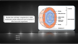 - HBsAg
- HBcAg
- HBeAg
Resiste éter, ph bajo, congelación y calor
moderado, puede sobrevivir por lo menos 7
días fuera del organismo
 
