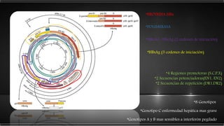 *PROTEINA HBx
*POLIMERASA
*HBcAG, HBeAg (2 codones de iniciación)
*HBsAg (3 codones de iniciación)
*8 Genotipos
*Genotipo C enfermedad hepática mas grave
*Genotipos A y B mas sensibles a interferón pegilado
*4 Regiones promotoras (S,C,P,X)
*2 Secuencias potenciadoras(EN1, EN2)
*2 Secuencias de repetición (DR1,DR2)
 