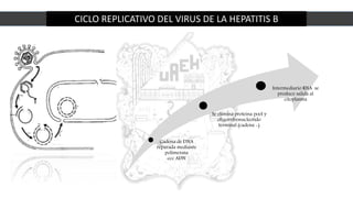 CICLO REPLICATIVO DEL VIRUS DE LA HEPATITIS B
Cadena de DNA
reparada mediante
polimerasa
ccc ADN
Se elimina proteína pool y
oligorribonucleotido
terminal (cadena -)
Intermediario RNA se
produce salida al
citoplasma
 