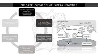 CICLO REPLICATIVO DEL VIRUS DE LA HEPATITIS B
CCC DNA negativa será
molde para
transcripción de
polimerasa II
Se forma RNA
pregenomico pgRNA
Se traduce en proteína
pre- c (HBcAg y HBeAg)
y DNA polimerasa viral
La cadena – también
produce tres
transcritos
subgenomicos mRNA
El primero produce Pre
S1 (L), el segundo Pre
S2 y S (M, S)
El tercero se convertirá
en la proteína X
 