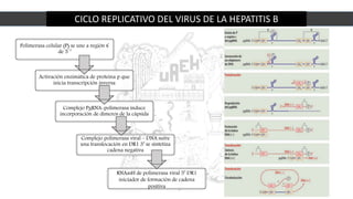 CICLO REPLICATIVO DEL VIRUS DE LA HEPATITIS B
Polimerasa celular (P) se une a región €
de 5`’
Activación enzimática de proteína p que
inicia transcripción inversa
Complejo PgRNA-polimerasa induce
incorporación de dímeros de la cápsida
Complejo polimerasa viral – DNA sufre
una translocación en DR1 3’ se sintetiza
cadena negativa
RNAasH de polimerasa viral 5’ DR1
iniciador de formación de cadena
positiva
 
