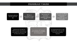 ENSAMBLAJE Y SALIDA
Particula subvirica
de (22 nm) en el
RE
HBsAg es
glicosilado en R.E y
aparato de golgi
Mecanismo de
excreción
mediante cisternas
del RE
El exceso de HBsAg
es procesado en
forma de
agregados que son
excretados
Integración de DNA de
VHB se puede demostrar en
casi todos los casos de CHC
en infección crónica
Estreptococos
grupo A
15 A 30%
Las enzimas del huésped
son mediadores probables
de la integración
La Topoisomerasa I a sido
identificada como uno de
los muchos posibles
factores
 