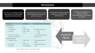 PATOGENIA
El virus no es citopático directo
pero induce una enfermedad
hepática necroinflamatoria
La hepatopatía se inicia a través
de una respuesta inmunitaria
celular y humoral
La progresión del daño hepático
se asocia con la replicación
activa del virus
La infección persistente se
asocia a actividad
necroinflamatoria que culmina
en cirrosis
Hepatitis
Aguda Hepatitis
crónica
 