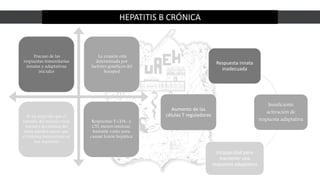 HEPATITIS B CRÓNICA
Fracaso de las
respuestas inmunitarias
innatas y adaptativas
iniciales
Se ha sugerido que el
tamaño del inóculo viral
inicial y la cinética del
virus pueden hacer que
el sistema inmunitario se
vea superado
La evasión está
determinada por
factores genéticos del
huésped
Respuestas T CD4+ y
CTL menos intensas,
bastante como para
causar lesión hepática
Respuesta innata
inadecuada
Insuficiente
activación de
respuesta adaptativa
Incapacidad para
mantener una
respuesta adaptativa
Aumento de las
células T reguladoras
 