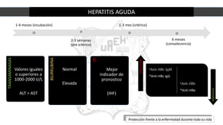HEPATITIS AGUDA
1-4 meses (incubación)
2-3 semanas
(pre ictérico)
1-3 mes (ictérico)
6 meses
(convalecencia)
TRANSAMINASAS
Valores iguales
o superiores a
1000-2000 U/L
ALT > AST
Caso Caso
BILIRRUBINA
Normal
Elevada
TP
Mejor
indicador de
pronostico
(IHF)
Protección frente a la enfermedad durante toda su vida
*Anti-HBc IgM
*Anti-HBc IgG
*Anti-HBs
*Anti-HBe
Enfermedad
Inmunidad
 
