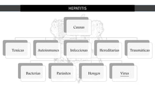 HEPATITIS
Causas
Toxicas Autoinmunes Infecciosas
Bacterias Parásitos Hongos Virus
Hereditarias Traumáticas
 
