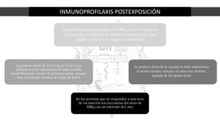INMUNOPROFILAXIS POSTEXPOSICIÓN
La profilaxis postexposición con HBIg y con la vacuna se
recomienda en todas las personas no inmunes que han
tenido contacto con sangre contaminada
La primera dosis de 0,6 ml/kg (o 5 ml en los
adultos) se debe administrar lo antes posible,
preferiblemente en las 12 primeras horas, aunque
hay un período ventana de hasta 24 horas
La primera dosis de la vacuna se debe administrar
al mismo tiempo, aunque en una zona distinta,
seguida de las demás dosis
En las personas que no responden a una serie
de vacunación son necesarias dos dosis de
HBIg con un intervalo de1 mes
 