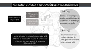 ANTÍGENO, GENOMA Y REPLICACIÓN DEL VIRUS HEPATITIS D
Nucleocápside del
antígeno (HD)
S-HDAg pequeña
(24kDa)
L-HDAg grande
(27 kDa)
L-HDAg
Se une a la cadena pesada
de clatrina del huésped, lo
que facilita el ensamblaje
de nuevas partículas
S-HDAg
Interviene en el inicio
de la replicación del
ARN, presenta actividad
chaperona de ARN
*Ambas se inician a partir del mismo codón ATG
*Difieren en el uso de los codones de terminación
*Cada una se traduce a partir de moléculas
diferentes de ARN
 
