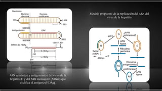 ARN genómico y antígenómico del virus de la
hepatitis D y del ARN mensajero (ARNm) que
codifica el antígeno (HDAg).
Modelo propuesto de la replicación del ARN del
virus de la hepatitis
 
