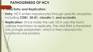 PATHOGENESIS OF HCV
1. Viral Entry and Replication:
• Entry: HCV enters hepatocytes through specific receptors,
including CD81, SR-B1, claudin-1, and occludin.
• Replication: Once inside the cell, HCV uses the host's
cellular machinery to replicate. The viral RNA is translated
into a single polyprotein, which is then cleaved into
functional viral proteins.
 