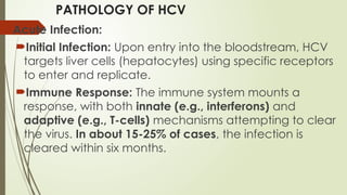 PATHOLOGY OF HCV
Acute Infection:
Initial Infection: Upon entry into the bloodstream, HCV
targets liver cells (hepatocytes) using specific receptors
to enter and replicate.
Immune Response: The immune system mounts a
response, with both innate (e.g., interferons) and
adaptive (e.g., T-cells) mechanisms attempting to clear
the virus. In about 15-25% of cases, the infection is
cleared within six months.
 