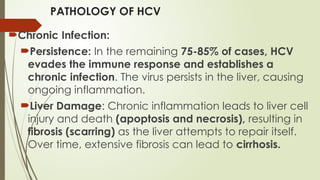 PATHOLOGY OF HCV
Chronic Infection:
Persistence: In the remaining 75-85% of cases, HCV
evades the immune response and establishes a
chronic infection. The virus persists in the liver, causing
ongoing inflammation.
Liver Damage: Chronic inflammation leads to liver cell
injury and death (apoptosis and necrosis), resulting in
fibrosis (scarring) as the liver attempts to repair itself.
Over time, extensive fibrosis can lead to cirrhosis.
 