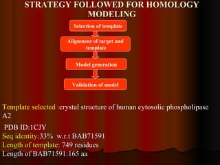 STRATEGY FOLLOWED FOR   HOMOLOGY MODELING Selection of template Alignment of target and template Model generation Validation of model Template selected : crystal structure of human cytosolic phospholipase A2  PDB ID:1CJY Seq identity: 33%  w.r.t BAB71591 Length of template : 749 residues Length of BAB71591:165 aa 