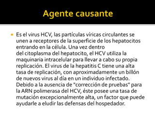  Es el virus HCV, las partículas víricas circulantes se
unen a receptores de la superficie de los hepatocitos
entrando en la célula. Una vez dentro
del citoplasma del hepatocito, el HCV utiliza la
maquinaria intracelular para llevar a cabo su propia
replicación. El virus de la hepatitis C tiene una alta
tasa de replicación, con aproximadamente un billón
de nuevos virus al día en un individuo infectado.
Debido a la ausencia de "corrección de pruebas" para
la ARN polimerasa del HCV, éste posee una tasa de
mutación excepcionalmente alta, un factor que puede
ayudarle a eludir las defensas del hospedador.
 
