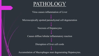 PATHOLOGY
Virus causes inflammation of Liver
Microscopically spotted parenchymal cell degeneration
Necrosis of Hepatocytes
Causes diffuse lobular inflammatory reaction
Disruption of liver cell cords
Accumulation of Macrophages near degenerating Hepatocytes.
 
