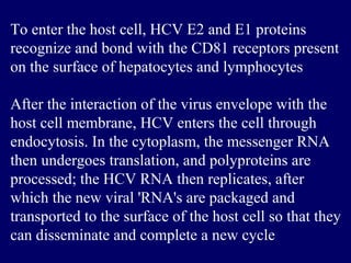 To enter the host cell, HCV E2 and E1 proteins
recognize and bond with the CD81 receptors present
on the surface of hepatocytes and lymphocytes
After the interaction of the virus envelope with the
host cell membrane, HCV enters the cell through
endocytosis. In the cytoplasm, the messenger RNA
then undergoes translation, and polyproteins are
processed; the HCV RNA then replicates, after
which the new viral 'RNA's are packaged and
transported to the surface of the host cell so that they
can disseminate and complete a new cycle
 