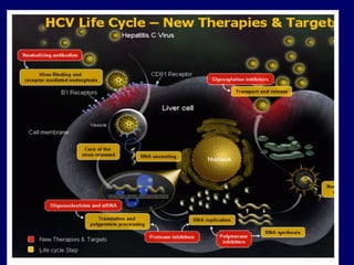 Hepatitis C Virus Life Cycle