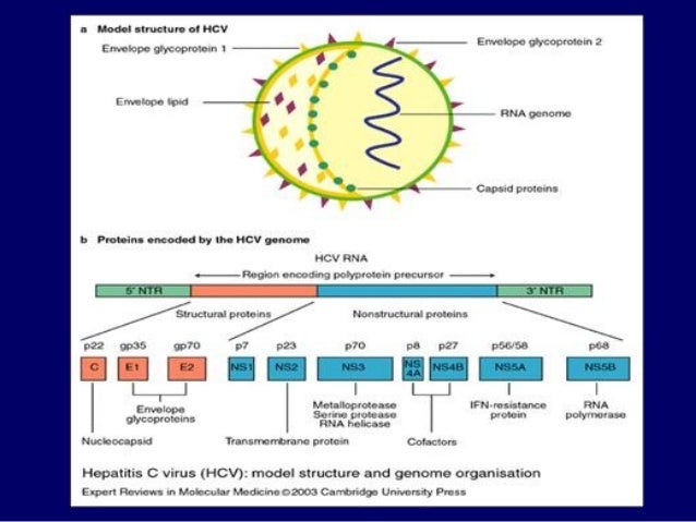 Hepatitis C