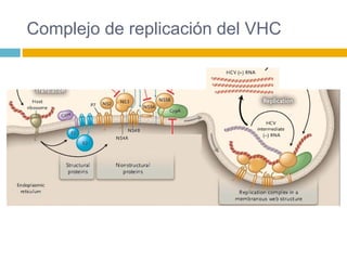 Complejo de replicación del VHC
 