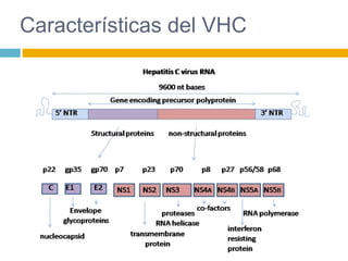 Características del VHC
 