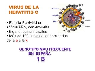  Familia Flaviviridae
 Virus ARN, con envuelta
 6 genotipos principales
 Más de 100 subtipos, denominados
de la a a la k
 