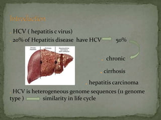 . HCV ( hepatitis c virus)
. 20% of Hepatitis disease have HCV 50%
. chronic
cirrhosis.
. hepatitis carcinoma
. HCV is heterogeneous genome sequences (11 genome
type ) similarity in life cycle
 