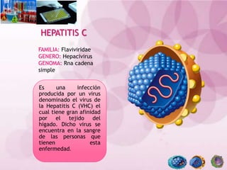 Es una infección
producida por un virus
denominado el virus de
la Hepatitis C (VHC) el
cual tiene gran afinidad
por el tejido del
hígado. Dicho virus se
encuentra en la sangre
de las personas que
tienen esta
enfermedad.
HEPATITIS C
FAMILIA: Flaviviridae
GENERO: Hepacivirus
GENOMA: Rna cadena
simple
 