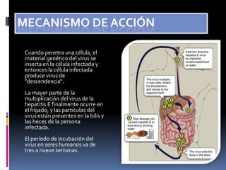 Mecanismo de acción Cuando penetra una célula, el material genético del virus se inserta en la célula infectada y entonces la célula infectada produce virus de "descendencia“.La mayor parte de la multiplicación del virus de la hepatitis E finalmente ocurre en el hígado, y las partículas del virus están presentes en la bilis y las heces de la persona infectada.El período de incubación del virus en seres humanos va de tres a nueve semanas.