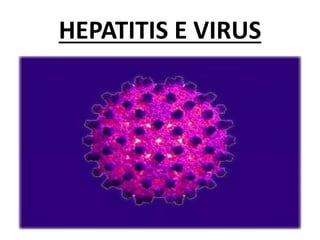 HEPATITIS E VIRUS
 