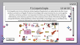 Next
En la hepatitis viral, el virus infecta las células hepáticas (hepatocitos) y se replica dentro de ellas, lo que
produce una lesión en el hígado. El sistema inmunológico del cuerpo reconoce los virus como agentes
extraños y comienza a producir una respuesta inmunitaria, que incluye la liberación de sustancias
inflamatorias, como citocinas y quimiocinas. Estas sustancias atraen células inflamatorias al hígado,
incluyendo linfocitos, células dendríticas, células natural killer y macrófagos, que a su vez liberan más
sustancias inflamatorias y causan daño adicional al tejido hepático.
Fisiopatología
Back
 
