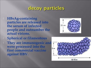  HBsAg-containing
particles are released into
the serum of infected
people and outnumber the
actual virions.
 Spherical or filamentous
 They are immunogenic and
were processed into the
first commercial vaccine
against HBV.
 