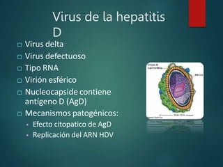 Virus de la hepatitis
D
 Virus delta
 Virus defectuoso
 Tipo RNA
 Virión esférico
 Nucleocapside contiene
antígeno D (AgD)
 Mecanismos patogénicos:
 Efecto citopatico de AgD
 Replicación del ARN HDV
 