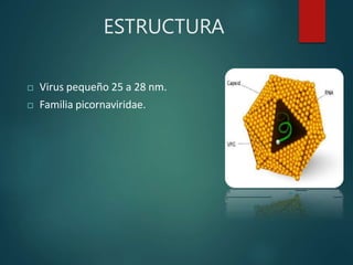 ESTRUCTURA
 Virus pequeño 25 a 28 nm.
 Familia picornaviridae.
 