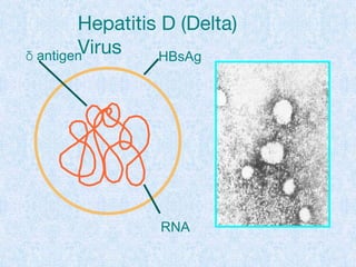 HBsAg
RNA
 antigen
Hepatitis D (Delta)
Virus
 