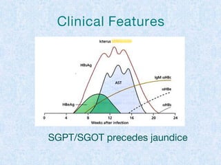 Clinical Features
SGPT/SGOT precedes jaundice
 