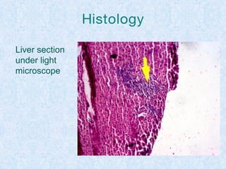 Histology
Liver section
under light
microscope
 