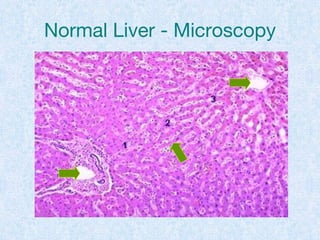 Normal Liver - Microscopy
 