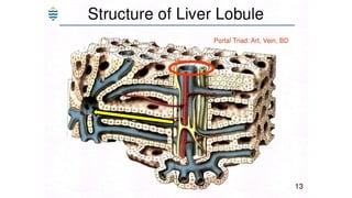 Acute and chronic Hepatitis MBBS second year .pptx