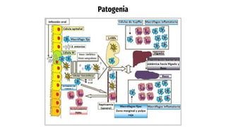 Patogenia
 