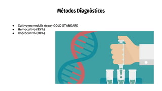 Métodos Diagnósticos
● Cultivo en medula ósea= GOLD STANDARD
● Hemocultivo (95%)
● Coprocultivo (30%)
 