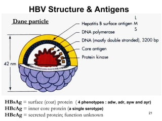 21
HBV Structure & Antigens
Dane particleDane particle
HBsAg = surface (coat) protein ( 4 phenotypes : adw, adr, ayw and ayr)
HBcAg = inner core protein (a single serotype)
HBeAg = secreted protein; function unknown
 