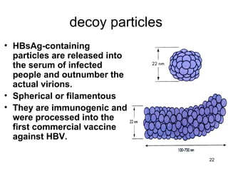 22
decoy particles
• HBsAg-containing
particles are released into
the serum of infected
people and outnumber the
actual virions.
• Spherical or filamentous
• They are immunogenic and
were processed into the
first commercial vaccine
against HBV.
 