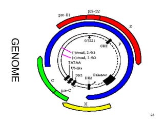 23
GENOME
 