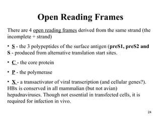 24
There are 4 open reading frames derived from the same strand (the
incomplete + strand)
• S - the 3 polypeptides of the surface antigen (preS1, preS2 and
S - produced from alternative translation start sites.
• C - the core protein
• P - the polymerase
• X - a transactivator of viral transcription (and cellular genes?).
HBx is conserved in all mammalian (but not avian)
hepadnaviruses. Though not essential in transfected cells, it is
required for infection in vivo.
Open Reading Frames
 
