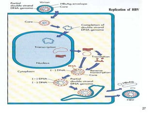 27
Replication of HBV
 
