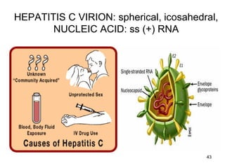 43
HEPATITIS C VIRION: spherical, icosahedral,
NUCLEIC ACID: ss (+) RNA
 