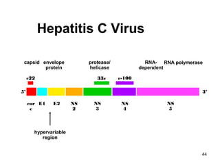 44
hypervariable
region
capsid envelope
protein
protease/
helicase
RNA-
dependent
RNA polymerase
c22
5’
cor
e
E1 E2 NS
2
NS
3
33c
NS
4
c-100
NS
5
3’
Hepatitis C Virus
 