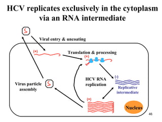 46
HCV replicates exclusively in the cytoplasm
via an RNA intermediate
Nucleus
Viral entry & uncoating
Translation & processing
(+)
(+)
(-)
(+)
HCV RNA
replicationVirus particle
assembly Replicative
intermediate
 